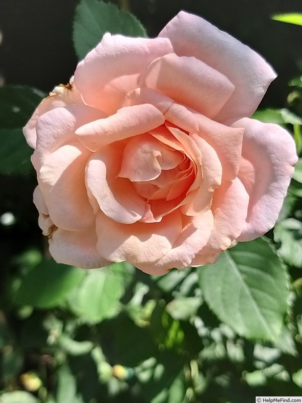 'Pierre Hermé ®' rose photo