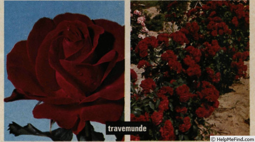 'Travemünde ® (floribunda, Kordes 1968)' rose photo