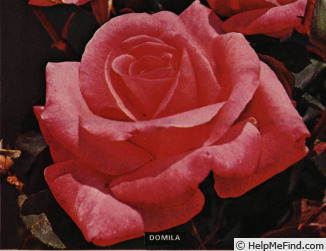 'Domila' rose photo