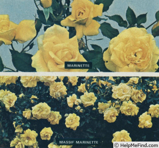'Marinette (floribunda, Boerner before 1966)' rose photo