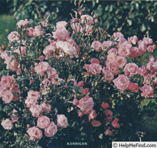 'Korrigan (floribunda, Poulsen, 1970)' rose photo