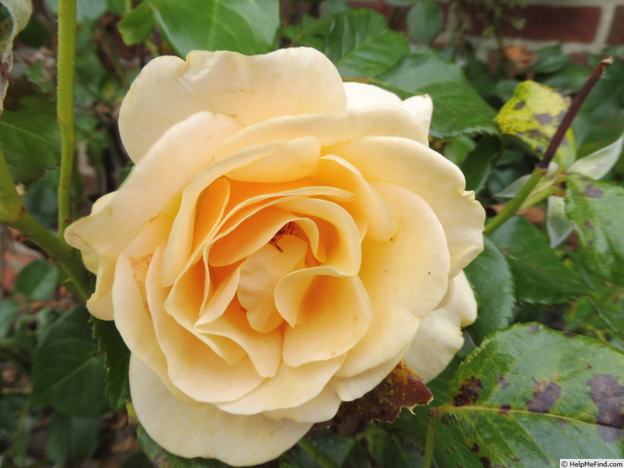 'Atco Royale' rose photo