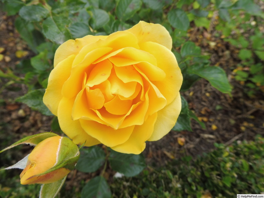 'Solero ® (florists rose, Kordes, 2005)' rose photo