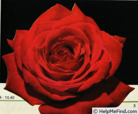 'Firmament' rose photo