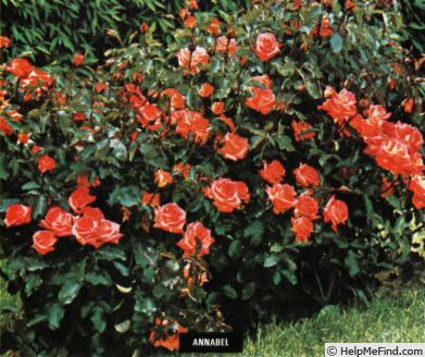 'Annabel' rose photo