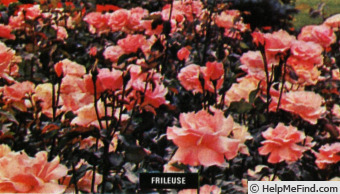 'Frileuse' rose photo