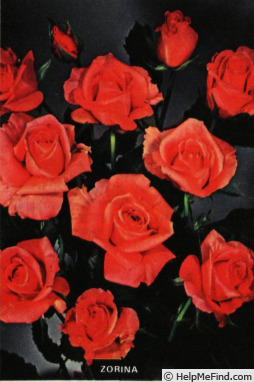 'Zorina' rose photo