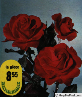 'Travemünde ® (floribunda, Kordes 1968)' rose photo