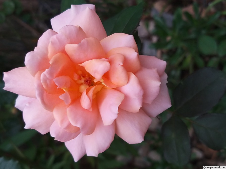 'Belle du Seigneur ®' rose photo