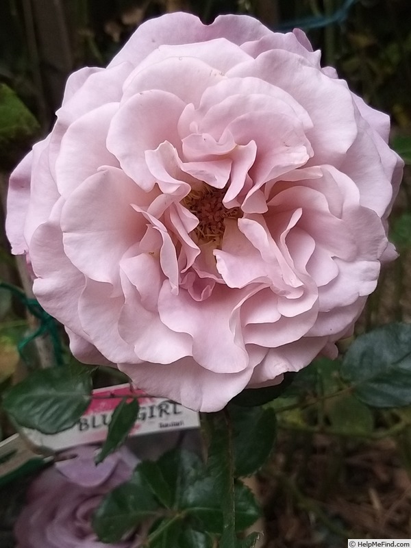 'Blue Girl® (hybrid tea, Sauvageot/NIRP, 2008)' rose, click to enlarge 'Blue Girl® (hybrid tea, Sauvageot/NIRP, 2008)' rose photo