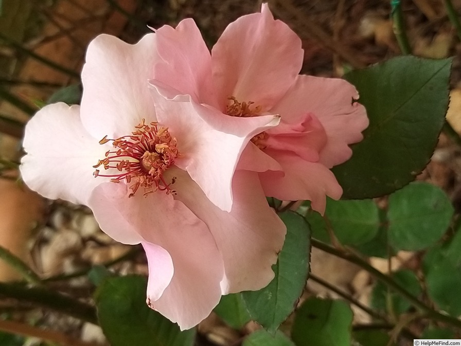 'Dainty Bess' rose, click to enlarge 'Dainty Bess' rose photo