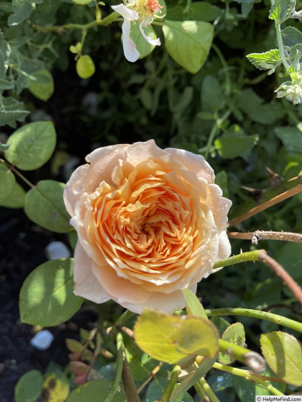 'English Garden ®' rose photo