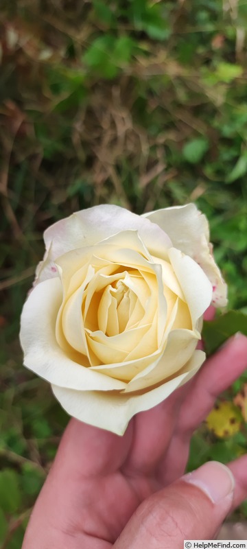 'Dudley Cross' rose photo