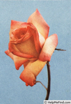 'Perfecta (hybrid tea, Kordes, 1957)' rose photo