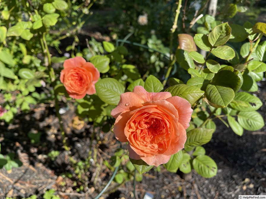 'Amour de Molène ®' rose photo