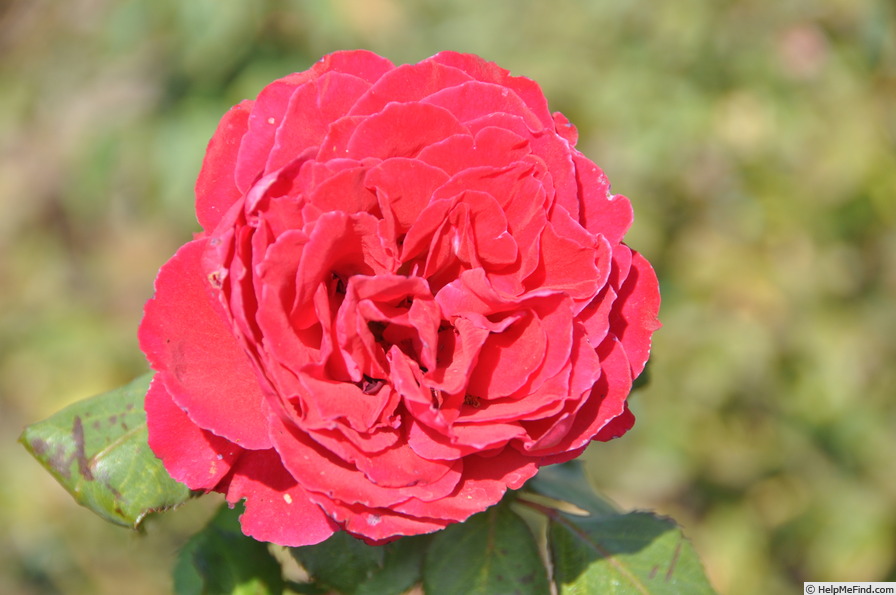 'Bright Melody' rose photo