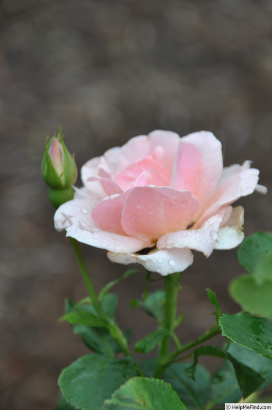 'Ellen's Joy' rose photo