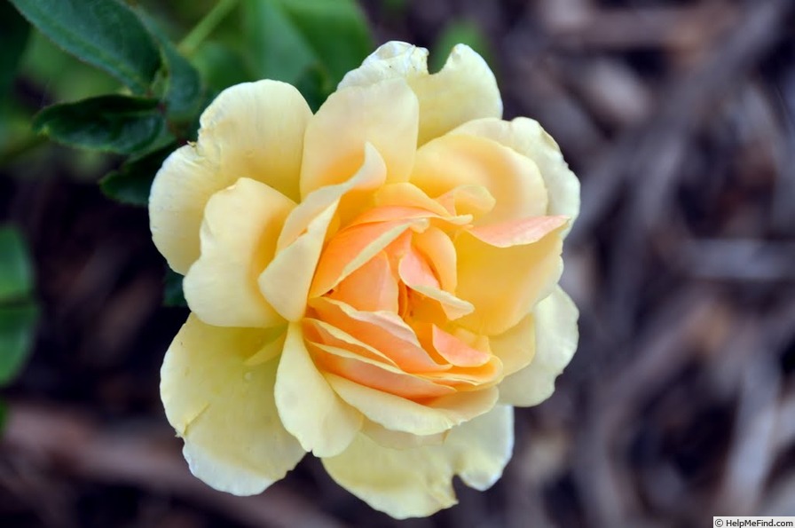 'Summer Honey' rose photo