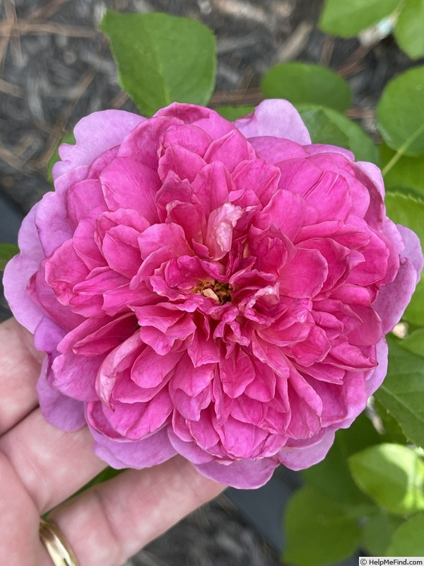 'Princess Anne ®' rose photo