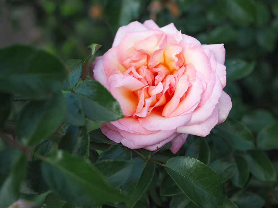 'Rosa del Camino de Santiago ®' rose photo