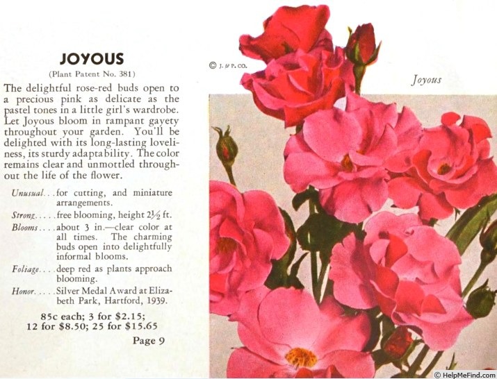 'Joyous (floribunda, De Ruiter, 1939)' rose photo