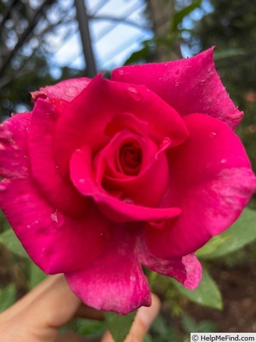 'Cynthia (hybrid tea, Warriner, 1975)' rose photo