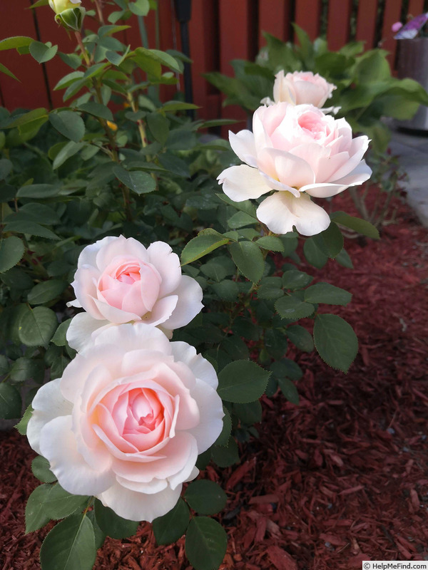 'Forever Rose' rose photo