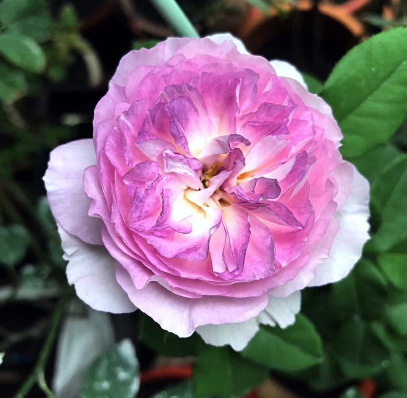 'Blue Moon Stone' rose photo