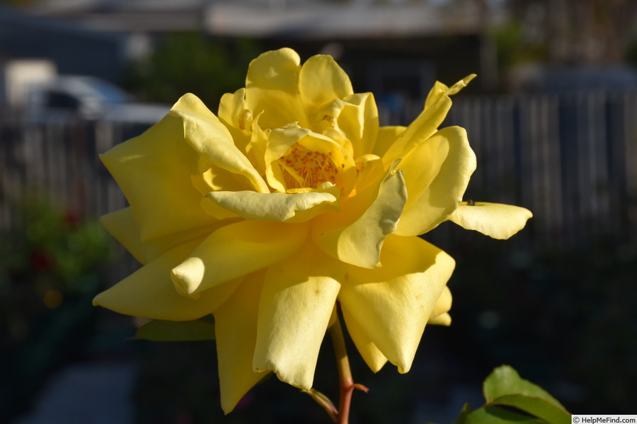 'Spek's Yellow' rose photo