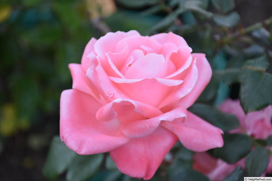 'Minnie Watson' rose photo