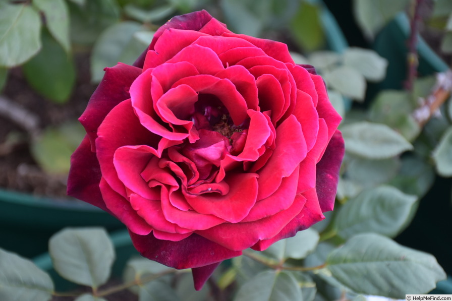 'Deep Secret (hybrid tea, Tantau 1977)' rose photo