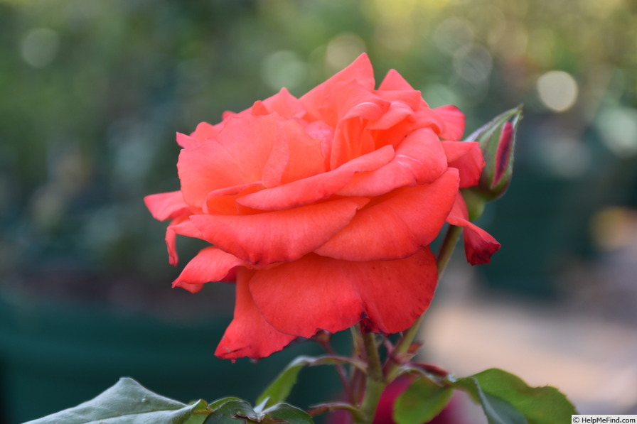 'Hawaii (hybrid tea, Boerner, 1960)' rose photo