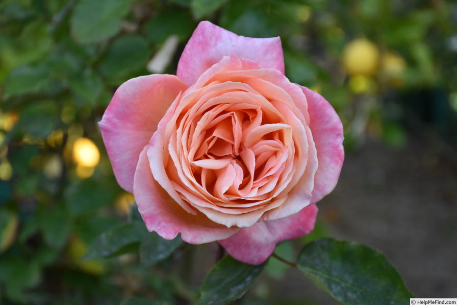 'Jessica (Hybrid Tea, Tantau, 1971)' rose photo