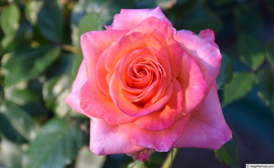 'Sioux ®' rose photo