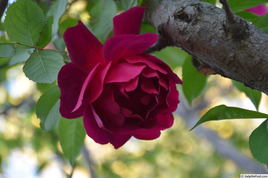 'Blackboy' rose photo