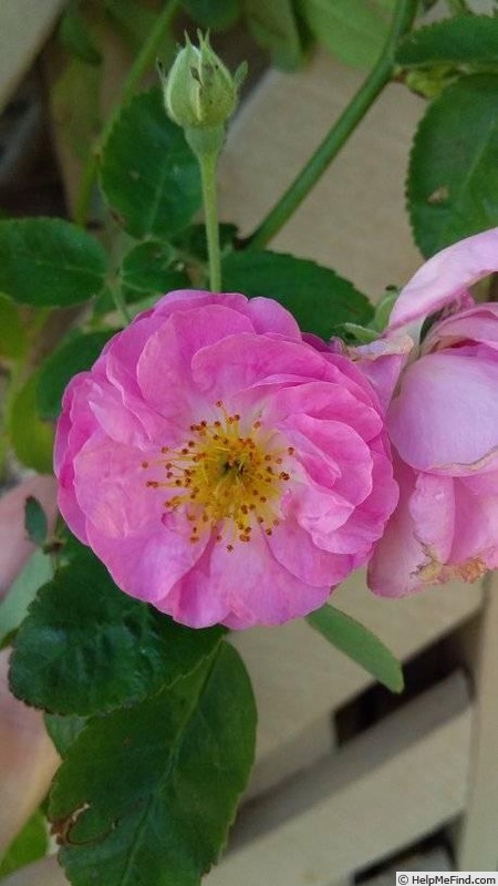 'Champneys' Pink Cluster' rose photo