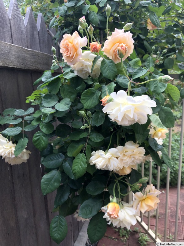 'Buff Beauty (Hybrid Musk, Bentall, 1939)' rose photo