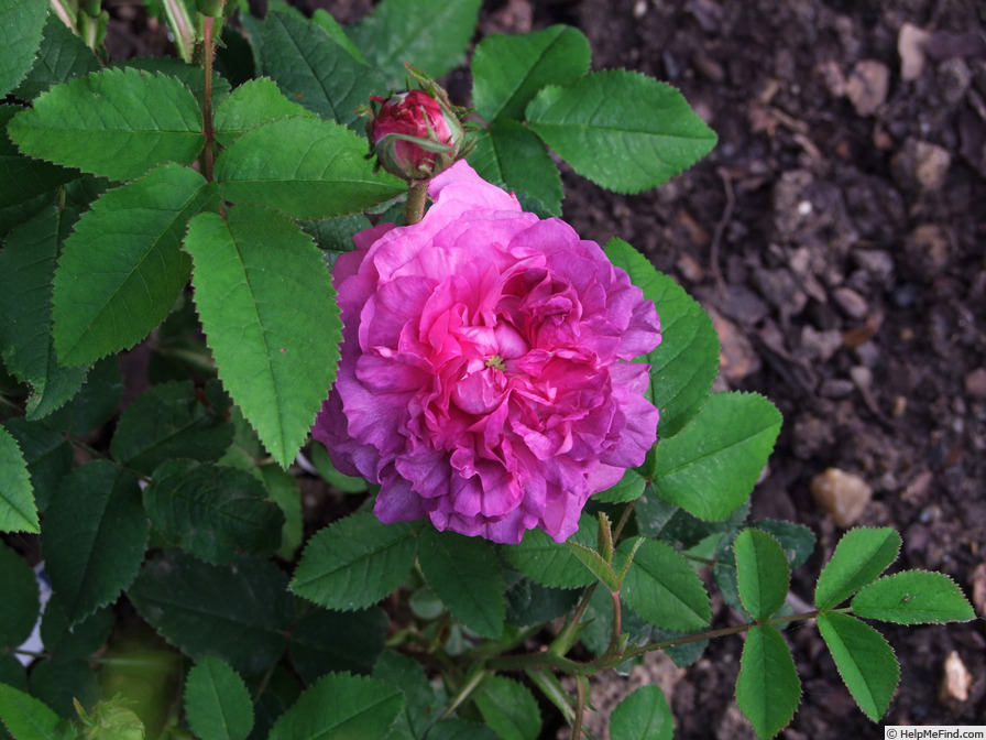 'Ombre Superbe' rose photo