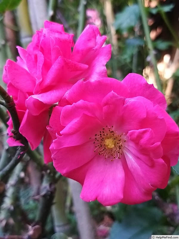 'Rigo Bonapart ®' rose photo