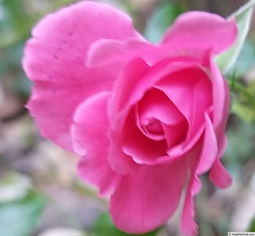 'Rigo Bonapart ®' rose photo