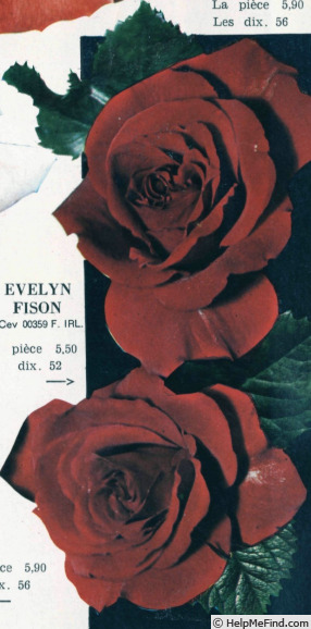 'Evelyn Fison' rose photo