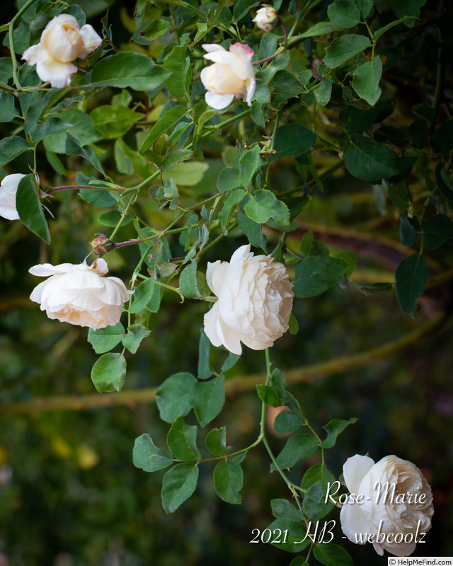 'Rose-Marie (shrub, Austin 2003)' rose photo