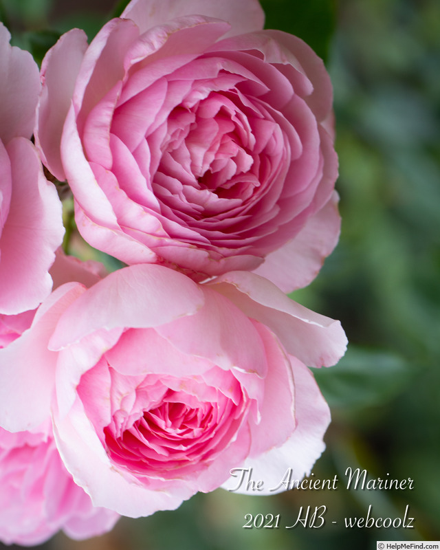 'The Ancient Mariner' rose photo