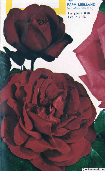 'Samourai ® (grandiflora, Meilland, 1966)' rose photo