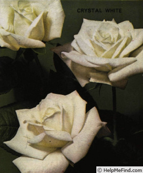 'Crystal White' rose photo