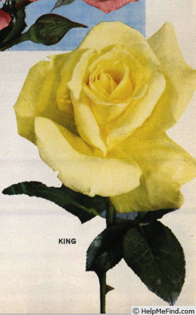 'King (hybrid tea, Morey, 1961)' rose photo