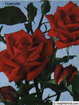 'Tamouré' rose photo