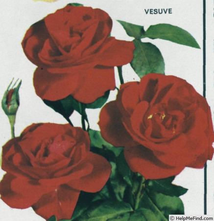 'Vesuve (floribunda, Vilmorin-Andrieux, 1963)' rose photo