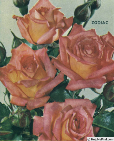 'Zodiac (floribunda, Kordes, 1963)' rose photo