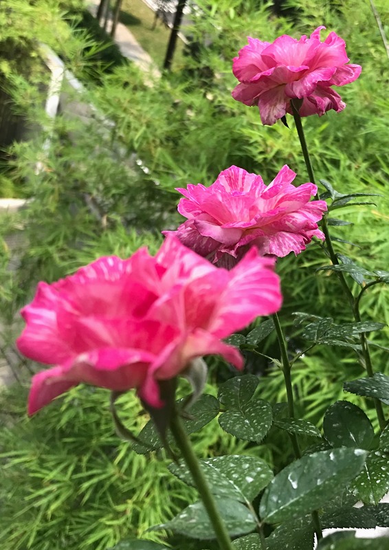 'Kiseki' rose photo